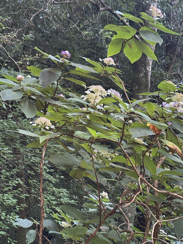 Hydrangea involucrata