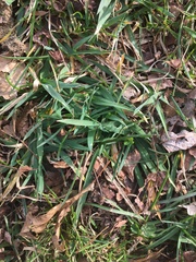 Poaceae