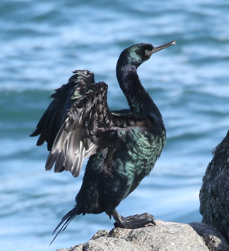 Pelagic Cormorant