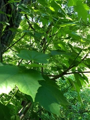 Jatropha malacophylla