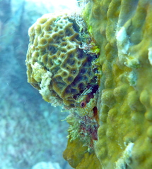 Parablennius marmoreus