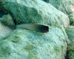 Ophioblennius macclurei