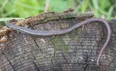 Batrachoseps gavilanensis