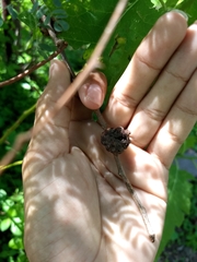 Jatropha malacophylla