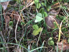 Trifolium repens