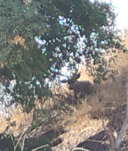 iNaturalist observation photo of California Mule Deer