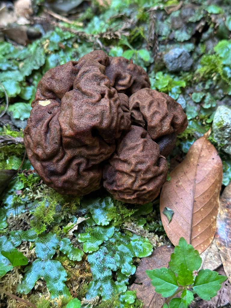 Calvatia craniiformis · September 2025 · photo: © kishimoto_toshio (iNaturalist, cc-by)