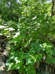 Jatropha malacophylla