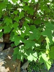 Jatropha malacophylla