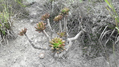 Echeveria quitensis