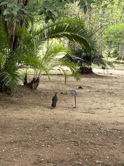 Penelope superciliaris