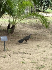 Penelope superciliaris