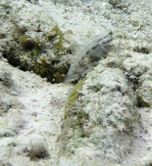 Gnatholepis thompsoni