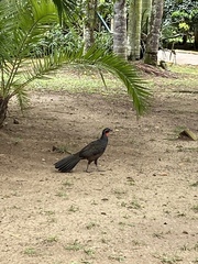 Penelope superciliaris