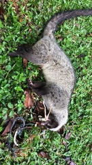 Paradoxurus musangus