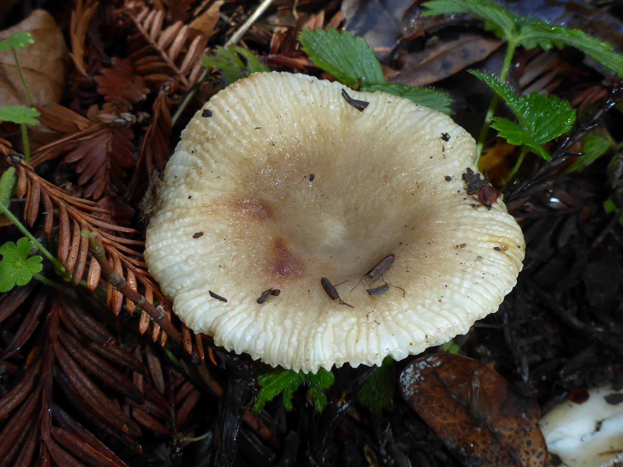 Russula cerolens image