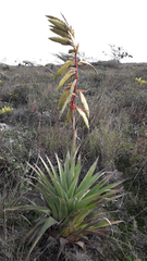 Tillandsia lajensis