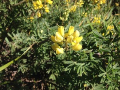 Lupinus arboreus