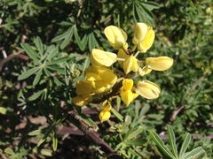 Lupinus arboreus