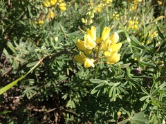 Lupinus arboreus