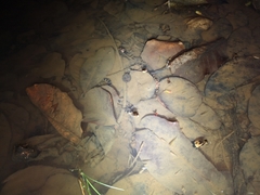 Homalopsis buccata