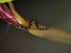 Homalopsis buccata