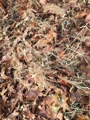 Poaceae