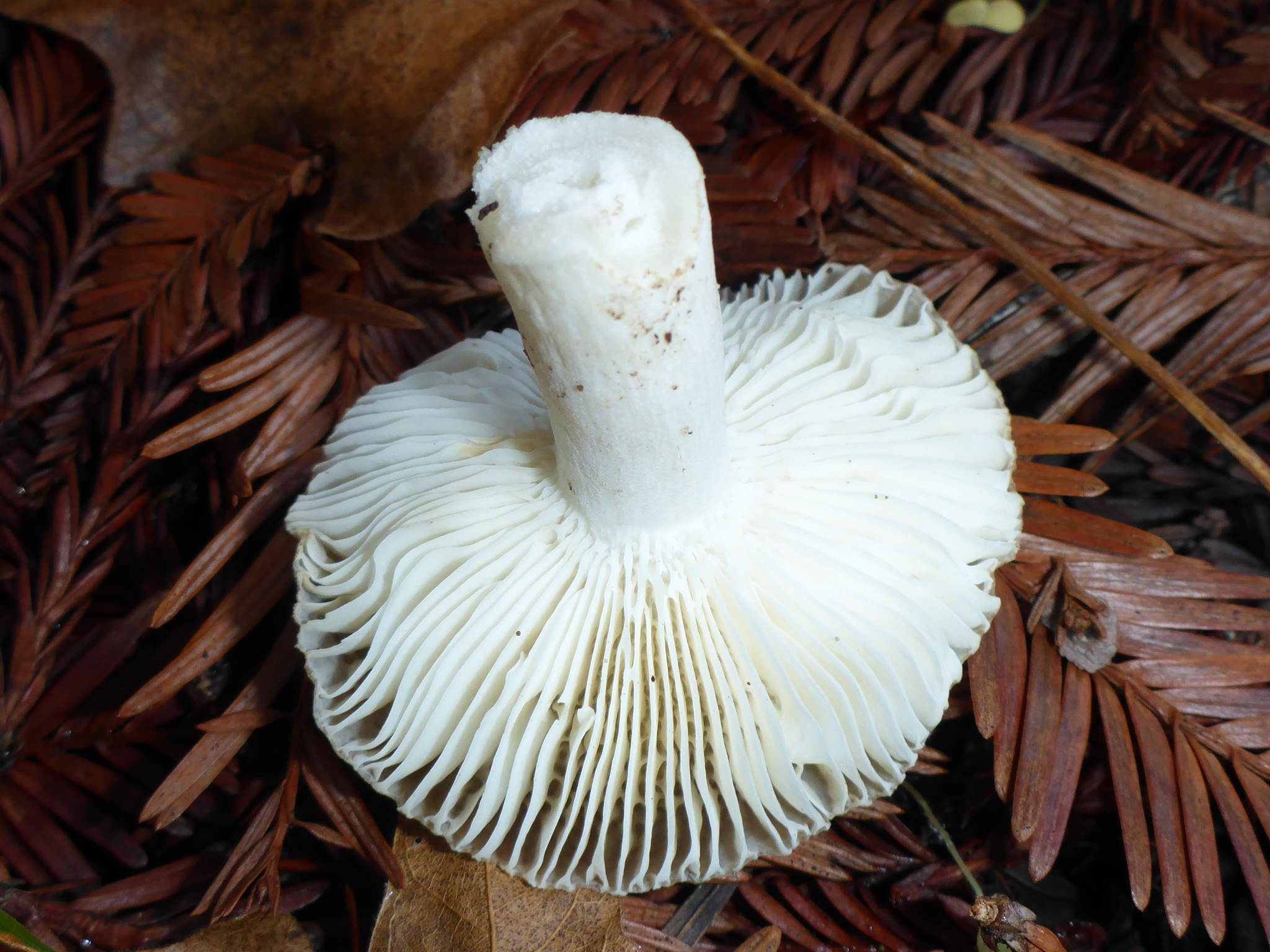 Russula cerolens image