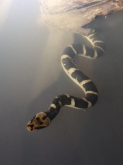 Homalopsis buccata