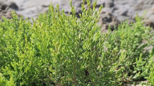 Sympegma regelii