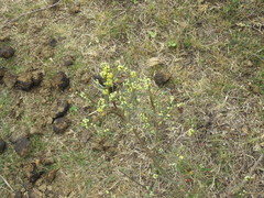 Baccharis articulata
