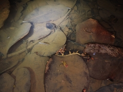Homalopsis buccata