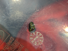 Eulithidium