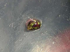 Eulithidium