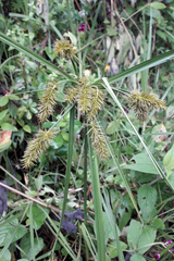 Cyperus hermaphroditus