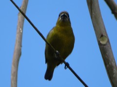 Euphonia chrysopasta