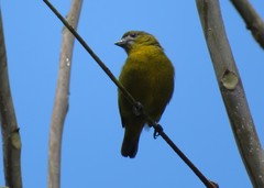 Euphonia chrysopasta