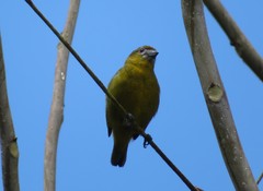 Euphonia chrysopasta