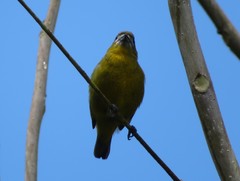 Euphonia chrysopasta