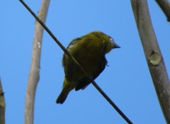 Euphonia chrysopasta