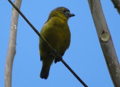 Euphonia chrysopasta
