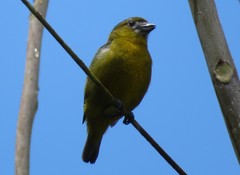 Euphonia chrysopasta