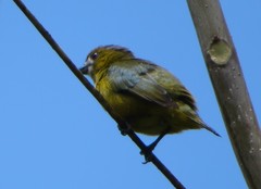 Euphonia chrysopasta