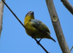 Euphonia chrysopasta