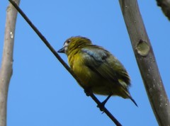 Euphonia chrysopasta