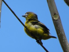 Euphonia chrysopasta