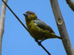 Euphonia chrysopasta