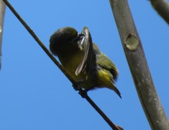 Euphonia chrysopasta