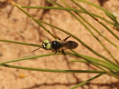 Dryudella flavoundata