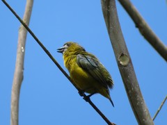 Euphonia chrysopasta